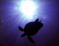   Turtle silhouette sun bubbles. Natural lighting. Taken Red Sea Egypt. bubbles lighting Egypt  